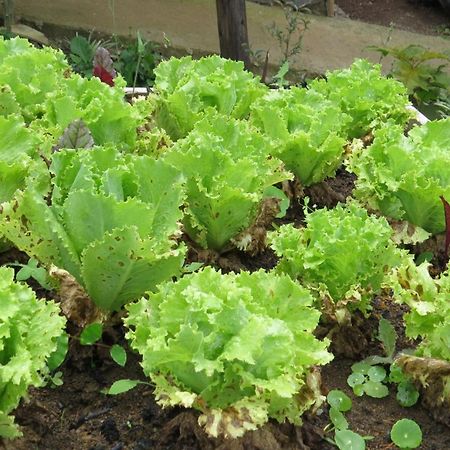 Rinconcito Verde Ujarrás Екстериор снимка