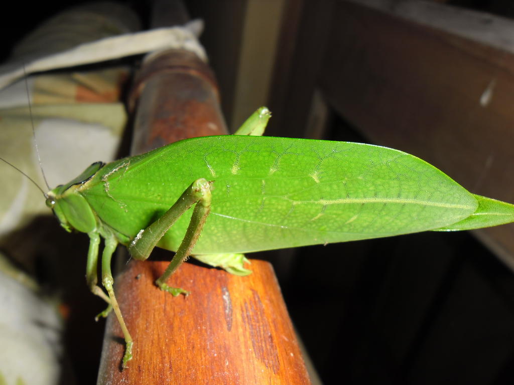 Rinconcito Verde Ujarrás Екстериор снимка